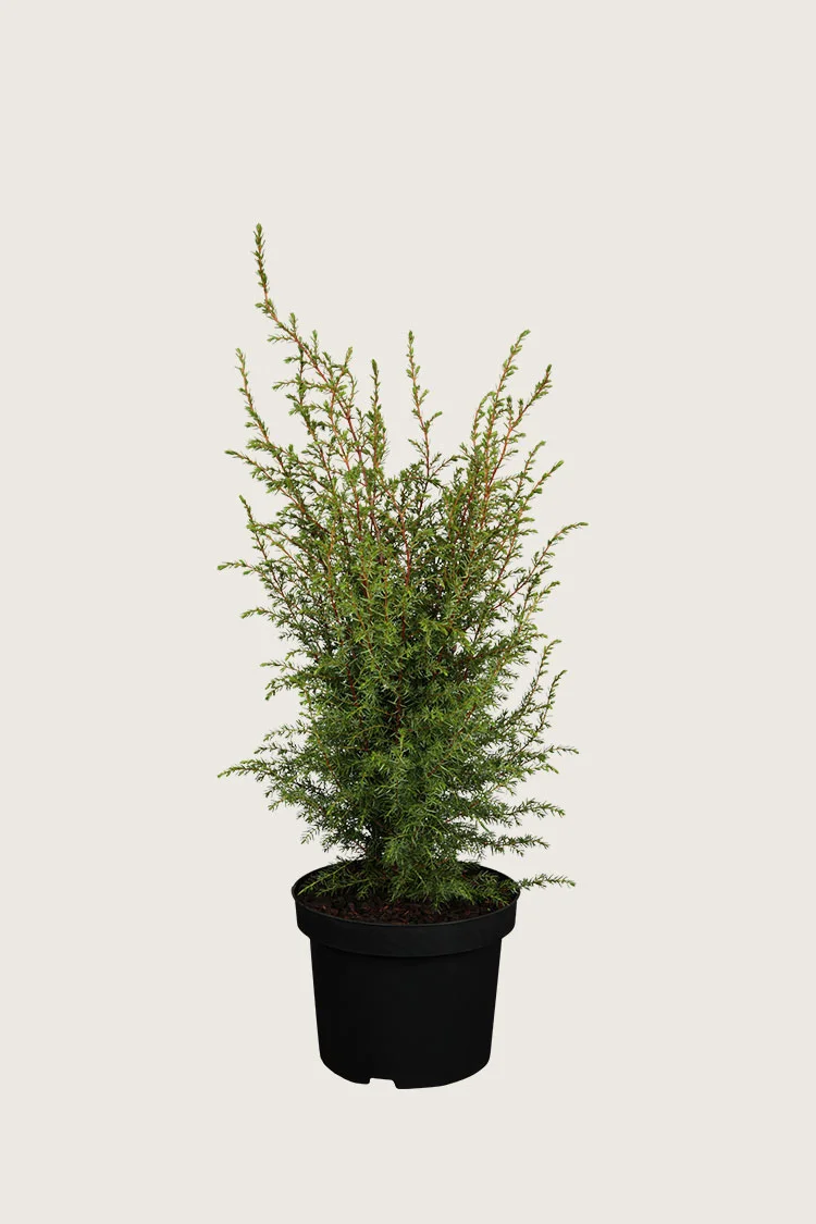 Fjelleiner Hibernica 60cm Velgrenet | Plantinavia