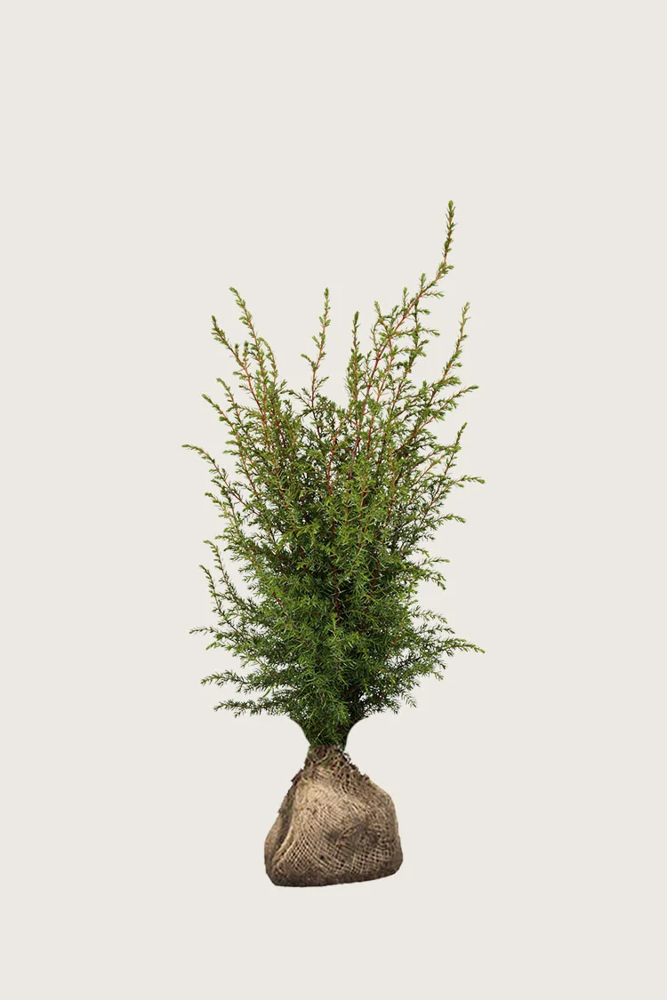 Fjelleiner Hibernica 100cm Velgrenet | Plantinavia