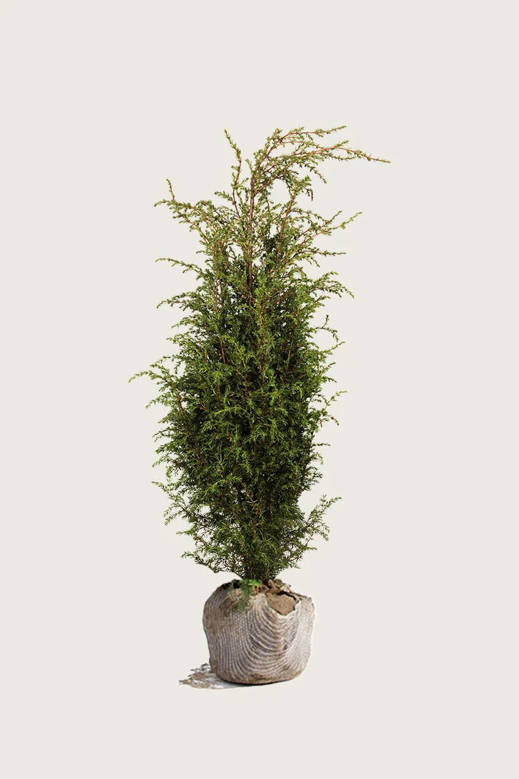 Fjelleiner Hibernica 200cm Velgrenet | Plantinavia