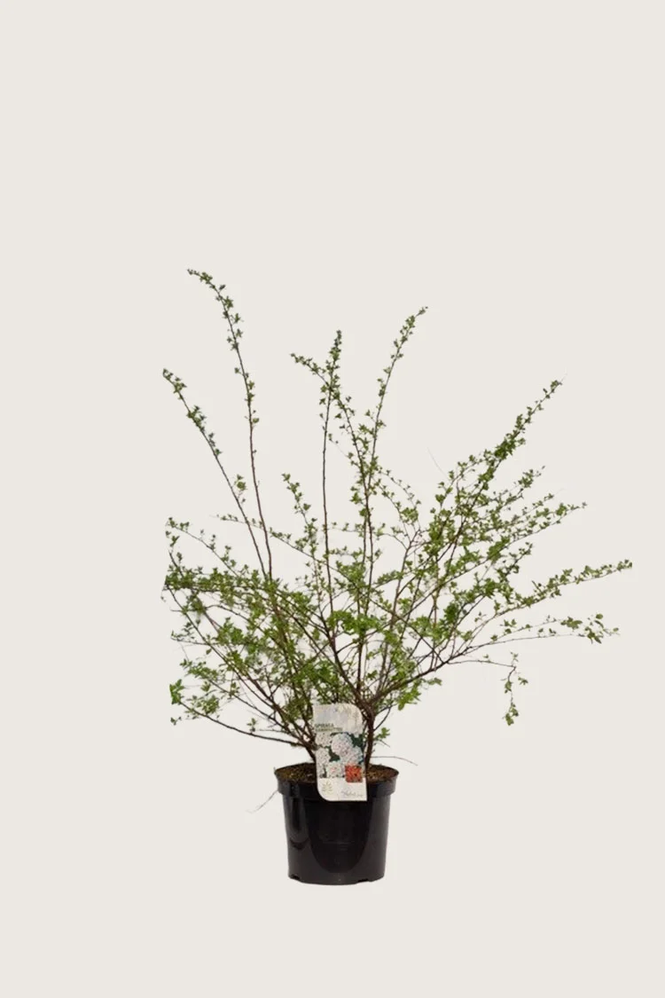 Gentspirea 60cm Grenet | Plantinavia