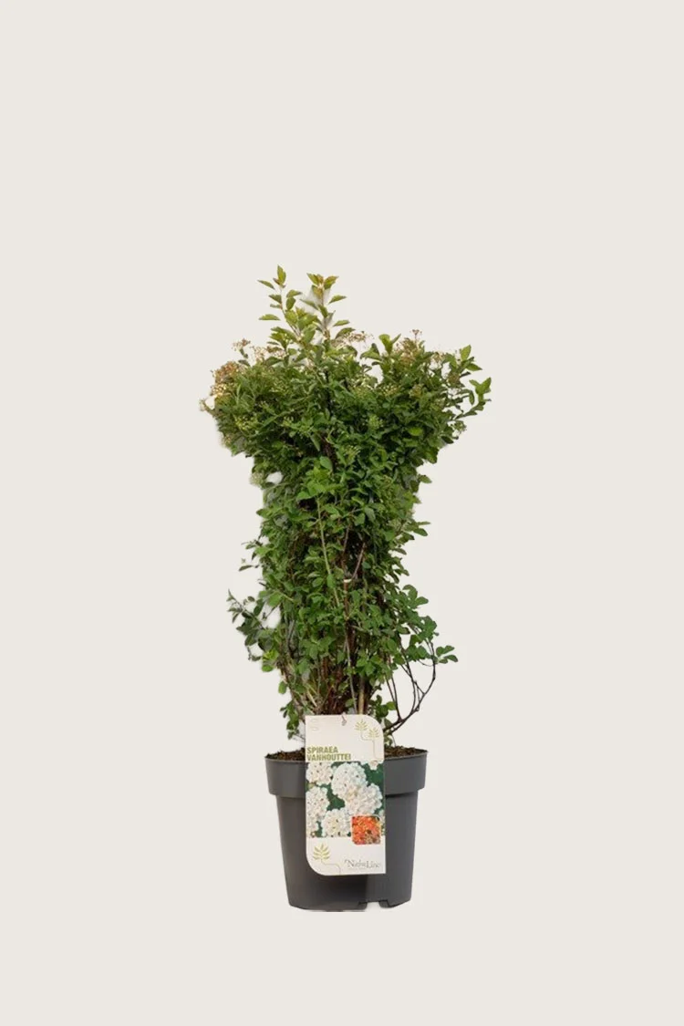 Gentspirea 100cm Velgrenet | Plantinavia