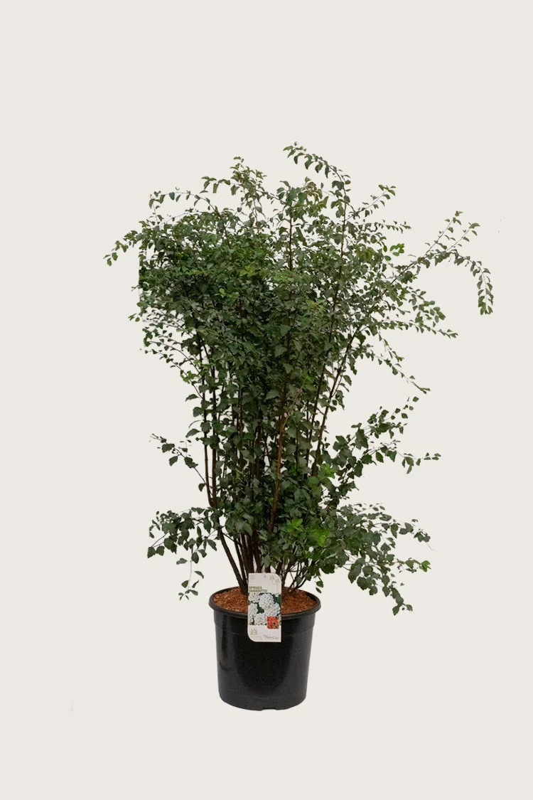 Gentspirea 125cm Velgrenet | Plantinavia