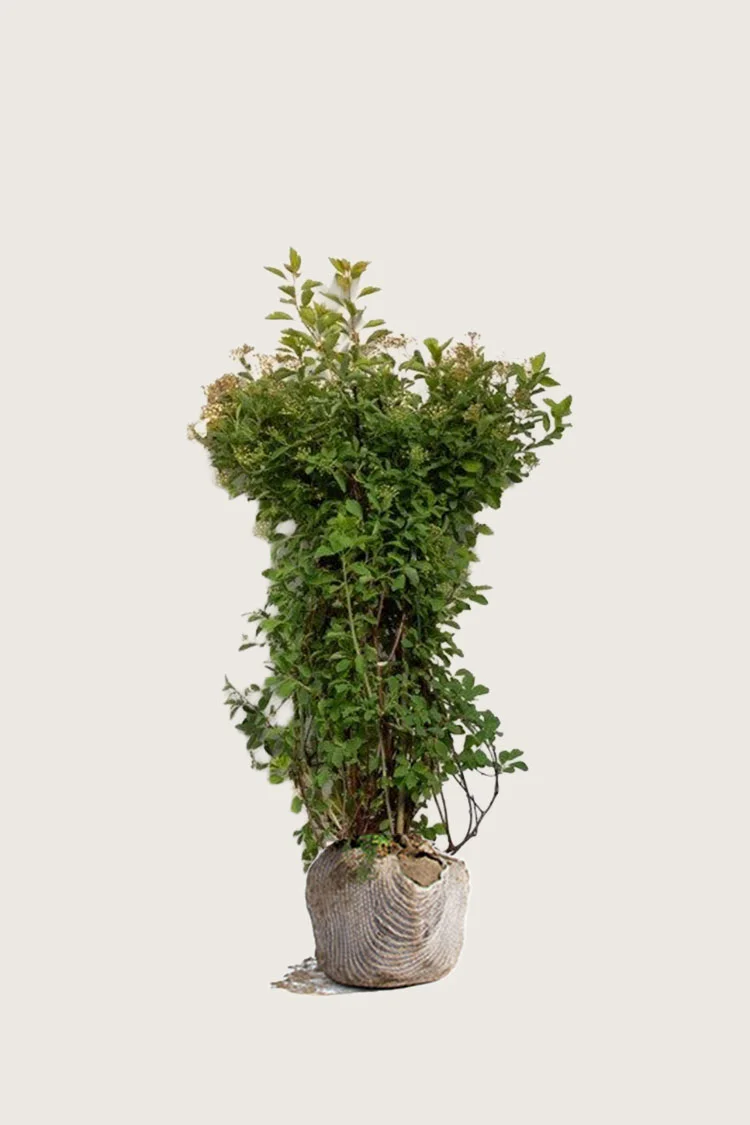 Gentspirea 80cm Velgrenet | Plantinavia