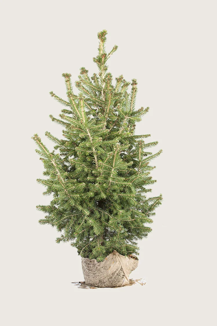 Gran 250cm Velgrenet | Plantinavia