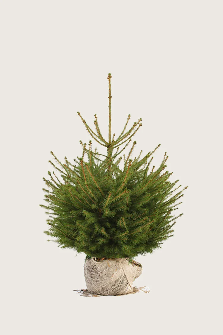 Gran 80cm Velgrenet | Plantinavia