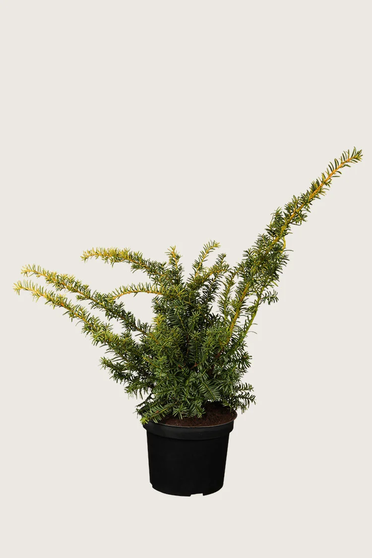Gul Krypbarlind 40cm Grenet | Plantinavia