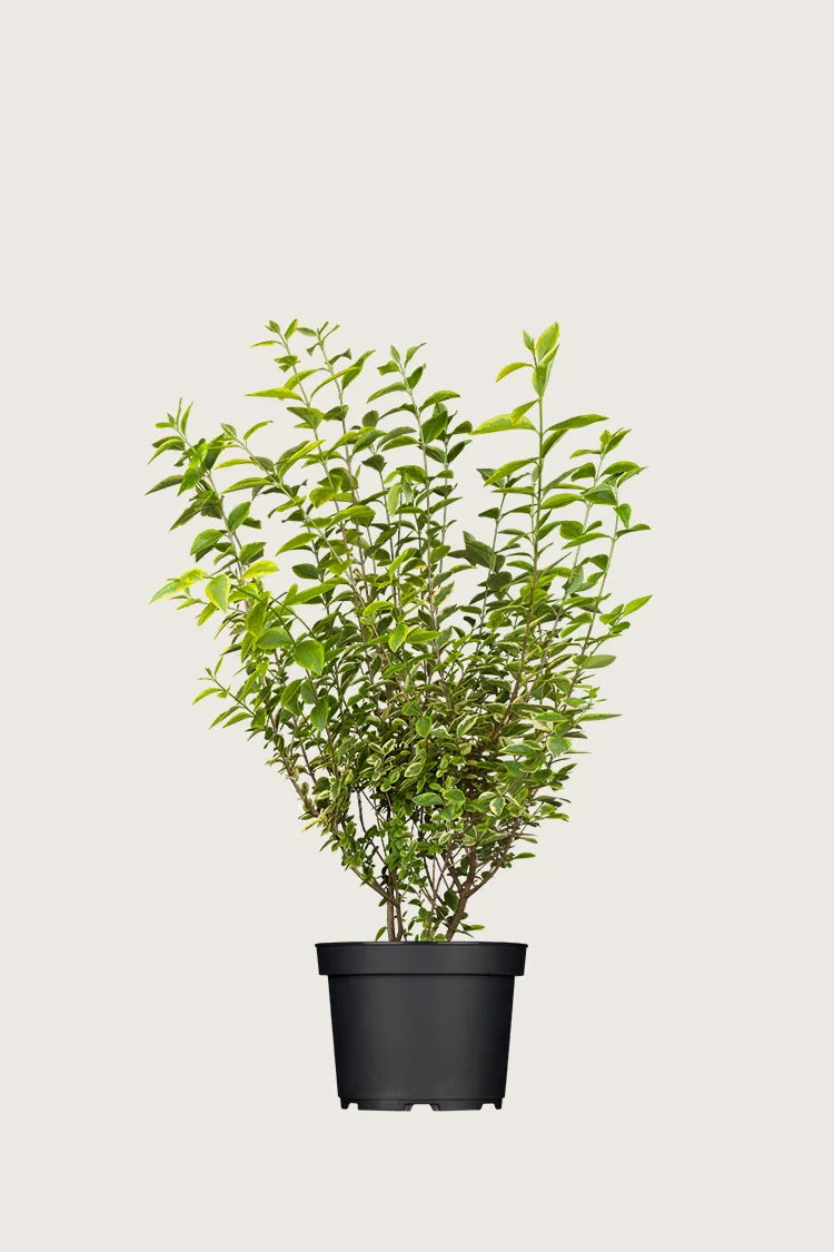 Gulbroket liguster 40cm Grenet | Plantinavia