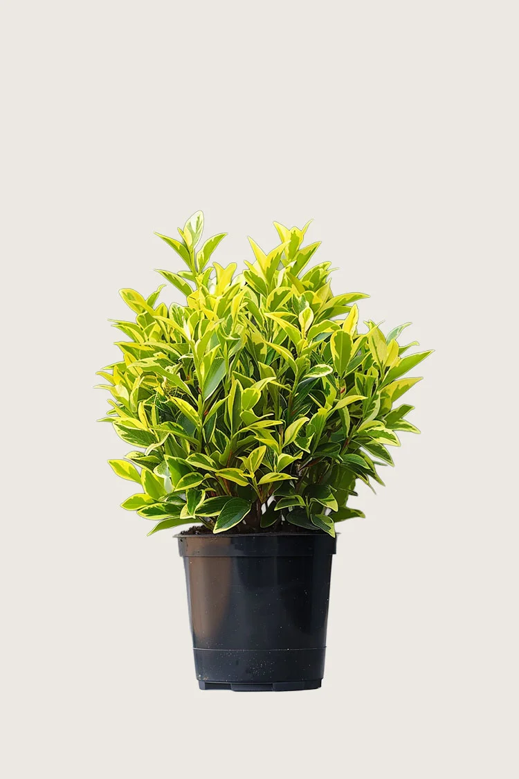 Gulbroket liguster 80cm Velgrenet | Plantinavia