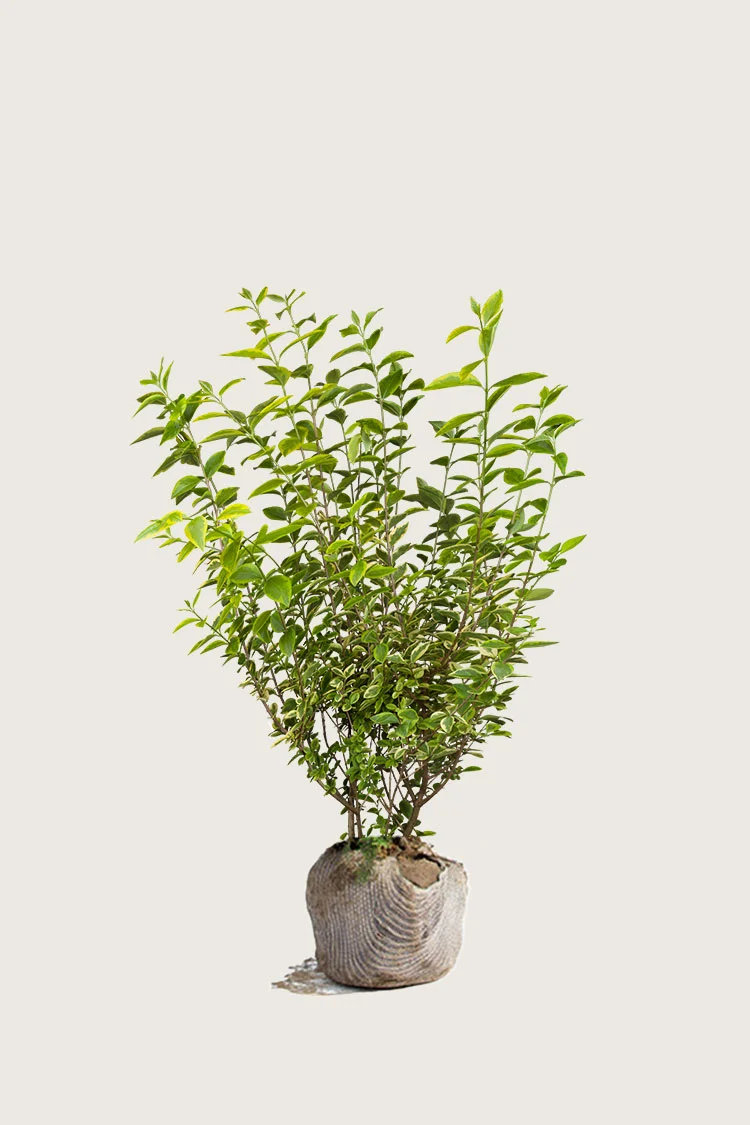 Gulbroket liguster 80cm Grenet | Plantinavia