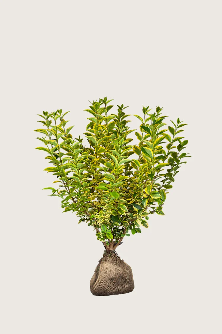 Gulbroket liguster 80cm Velgrenet | Plantinavia