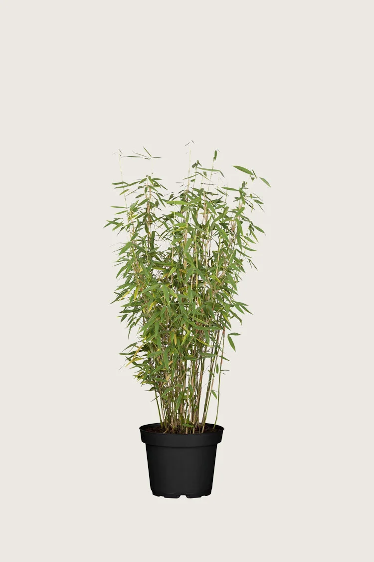 Gullrørbambus Jumbo 100cm Velgrenet | Plantinavia