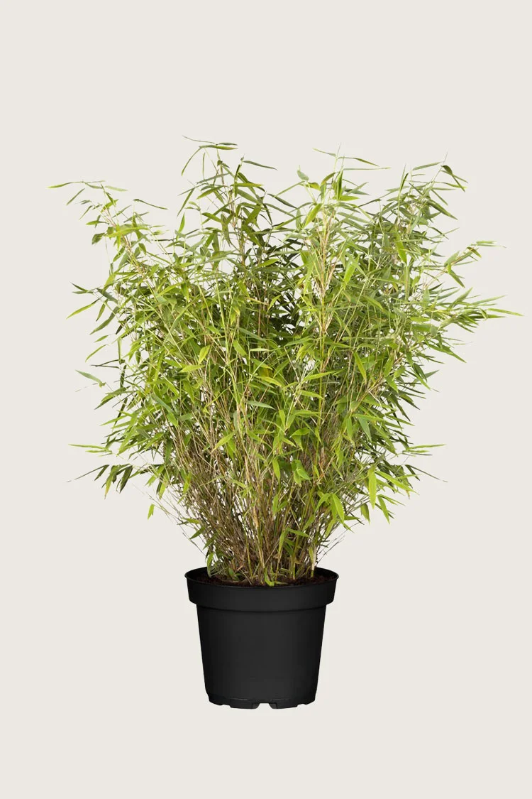 Gullrørbambus Jumbo 150cm Velgrenet | Plantinavia