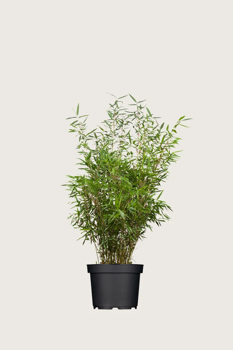 Gullrørbambus Rufa 60cm Grenet | Plantinavia