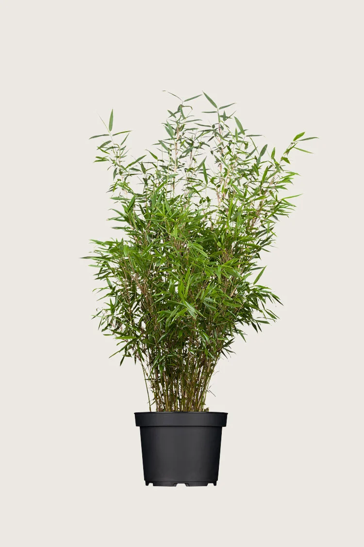 Gullrørbambus Rufa 150cm Velgrenet | Plantinavia