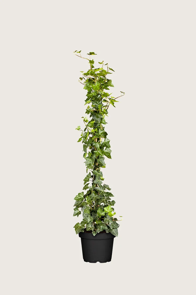 Hagebergflette 175cm Grenet | Plantinavia