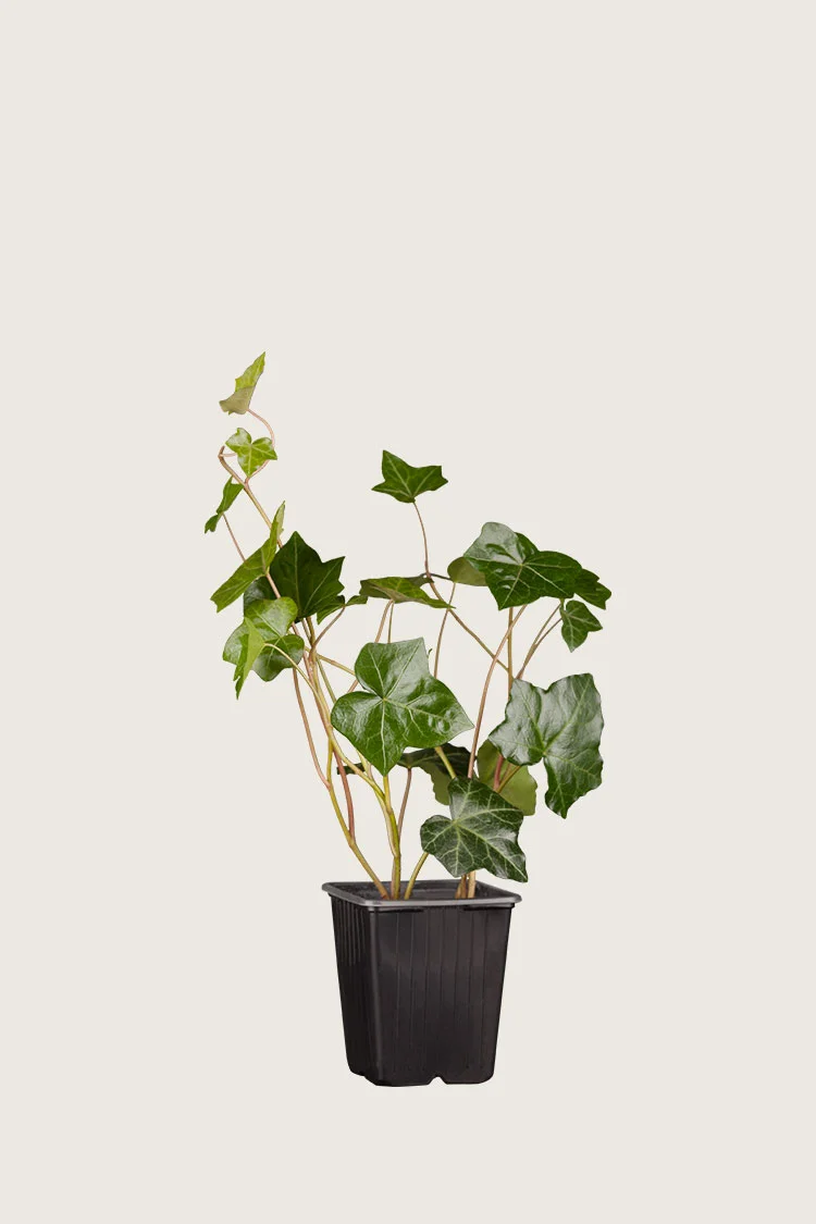 Hagebergflette 60cm Grenet | Plantinavia