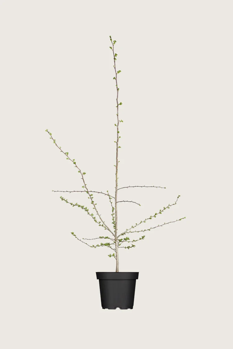 Hagtorn 125cm Grenet | Plantinavia