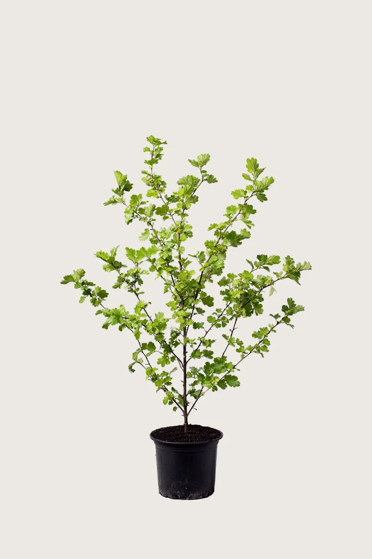 Hagtorn 125cm Velgrenet | Plantinavia