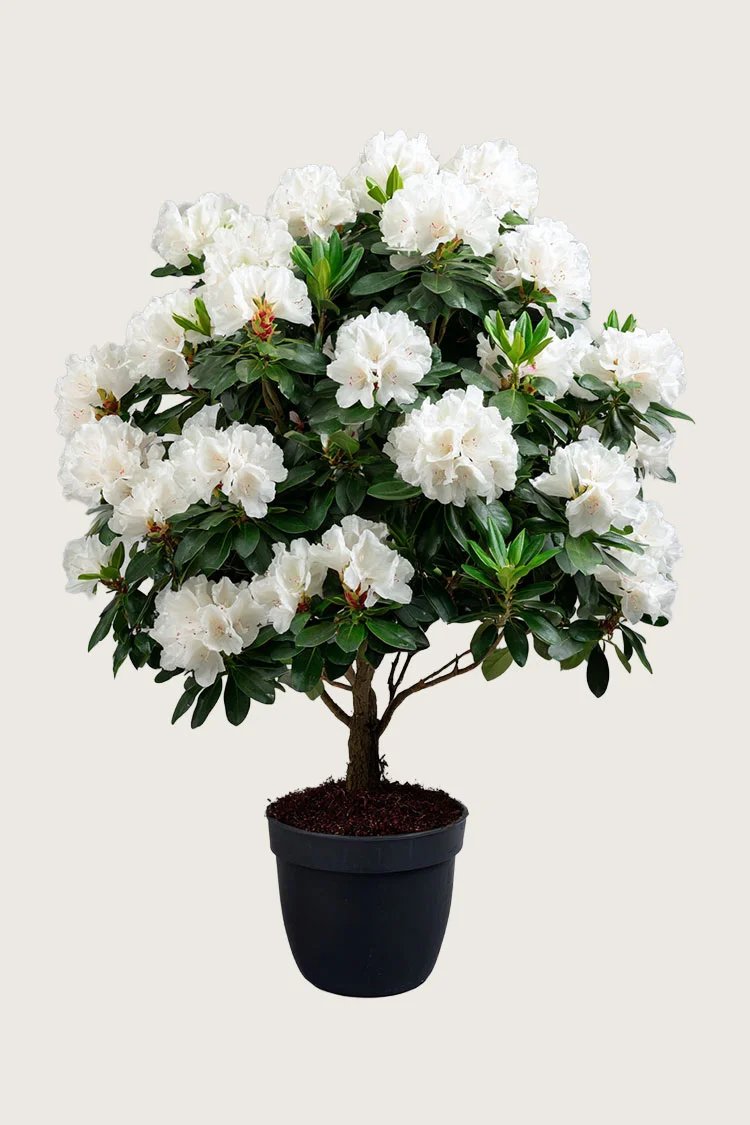 Hvit Rhododendron 150cm Velgrenet | Plantinavia
