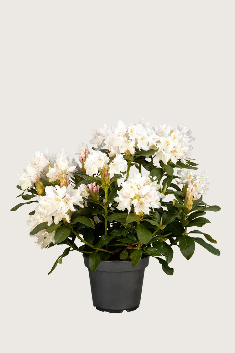 Hvit Rhododendron 40cm Velgrenet | Plantinavia