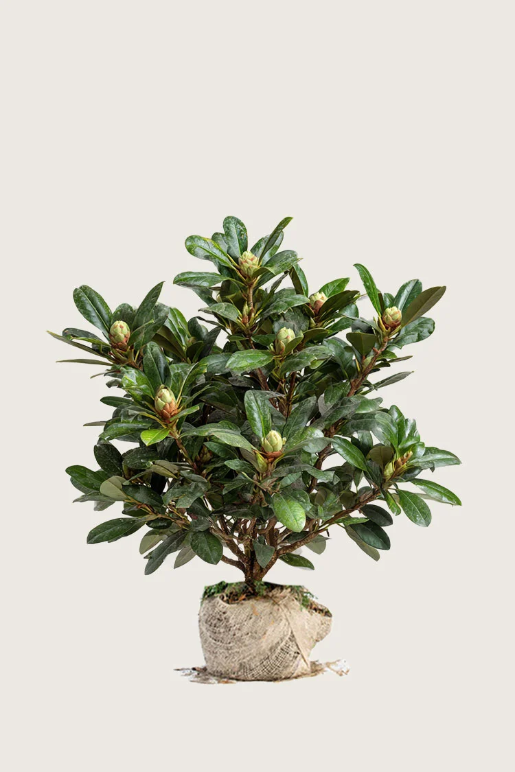 Hvit Rhododendron 120cm Grenet | Plantinavia