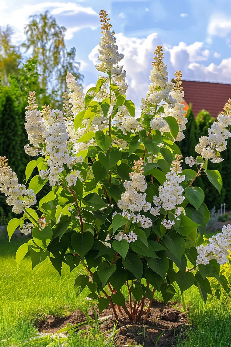 Hvit Syrin 150cm Velgrenet | Plantinavia