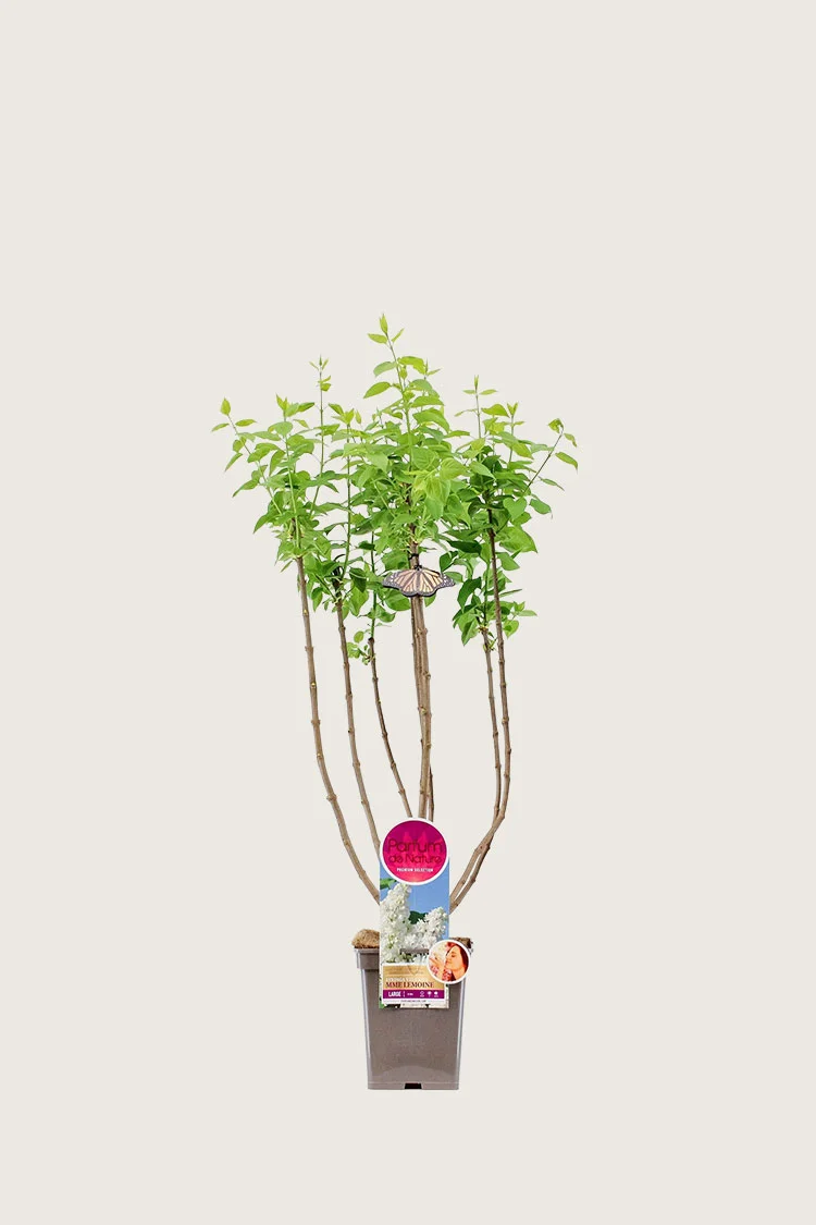 Hvit Syrin 60cm Grenet | Plantinavia