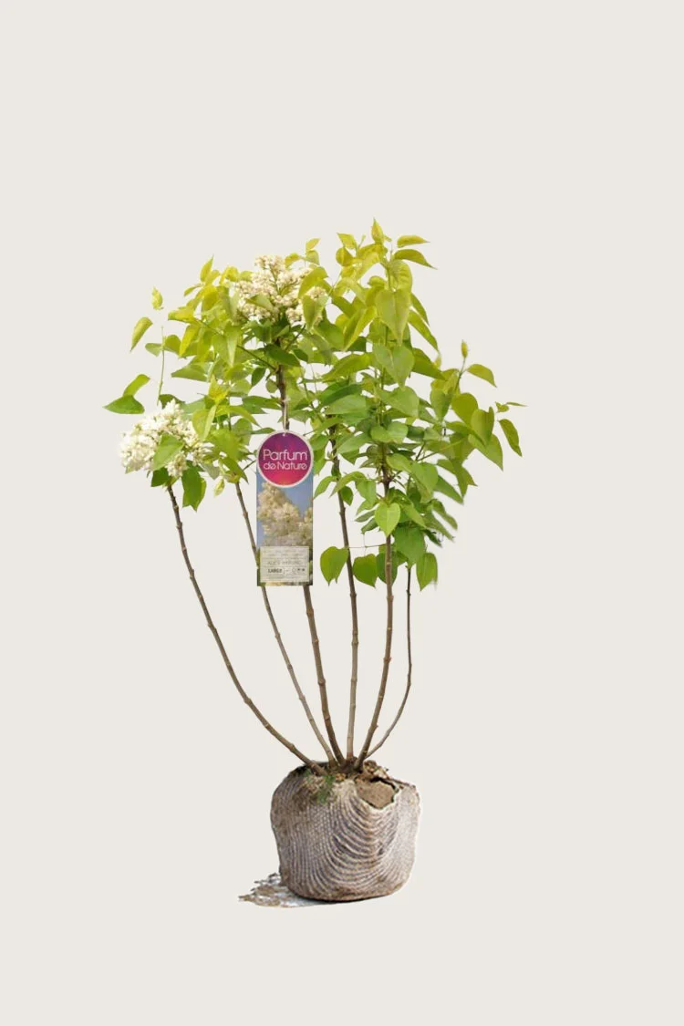 Hvit Syrin 100cm Velgrenet | Plantinavia