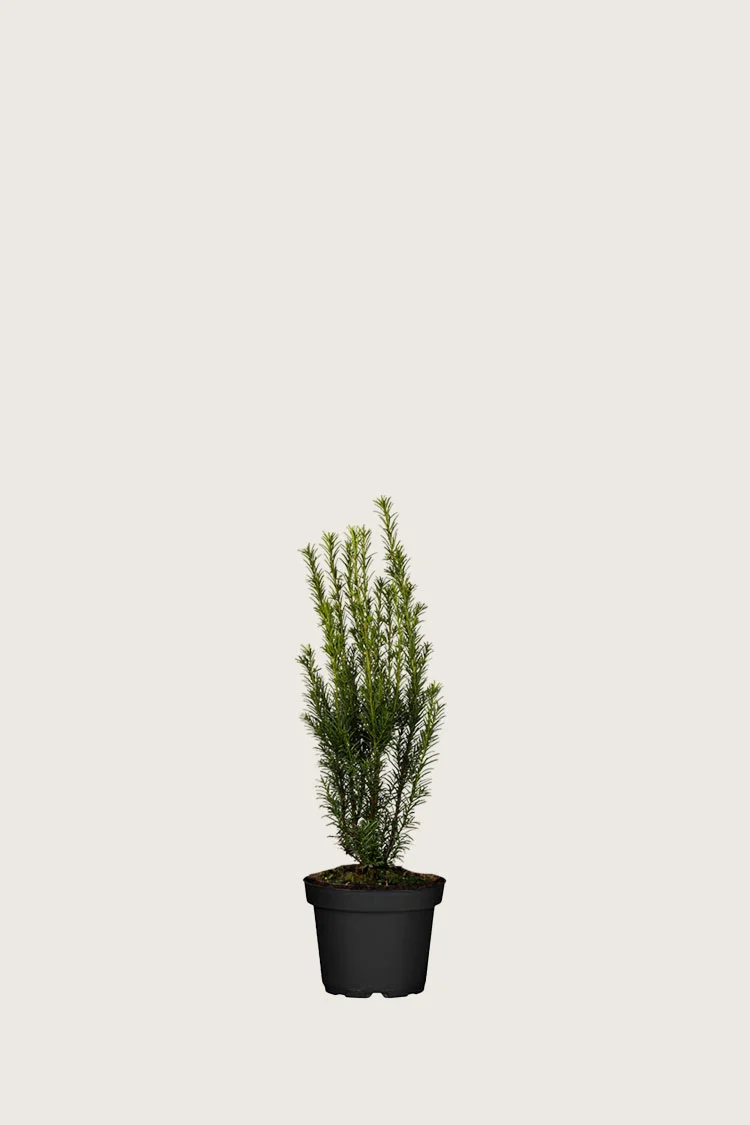 Hybridbarlind 'Grønland' 20cm Grenet | Plantinavia