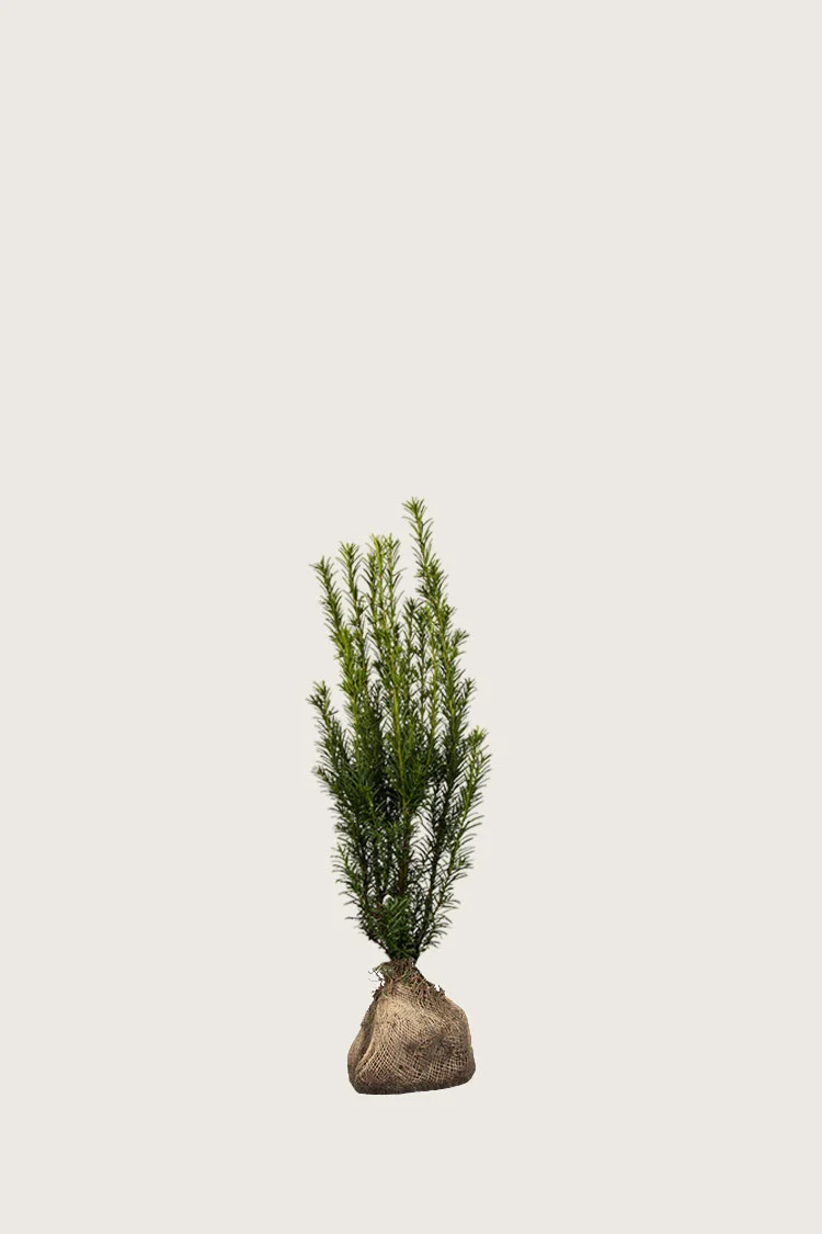 Hybridbarlind 'Grønland' 40cm Velgrenet | Plantinavia