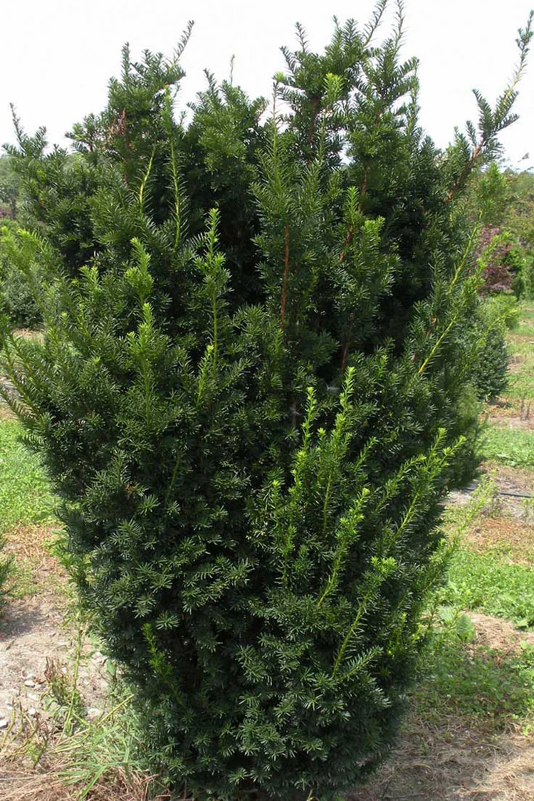 Hybridbarlind Hicksii 175cm Velgrenet | Plantinavia