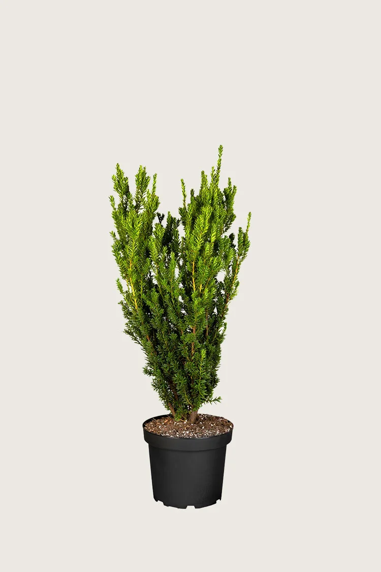 Hybridbarlind Hicksii 40cm Grenet | Plantinavia