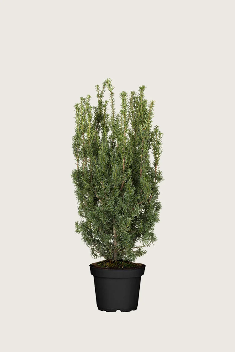 Hybridbarlind Hicksii 100cm Velgrenet | Plantinavia