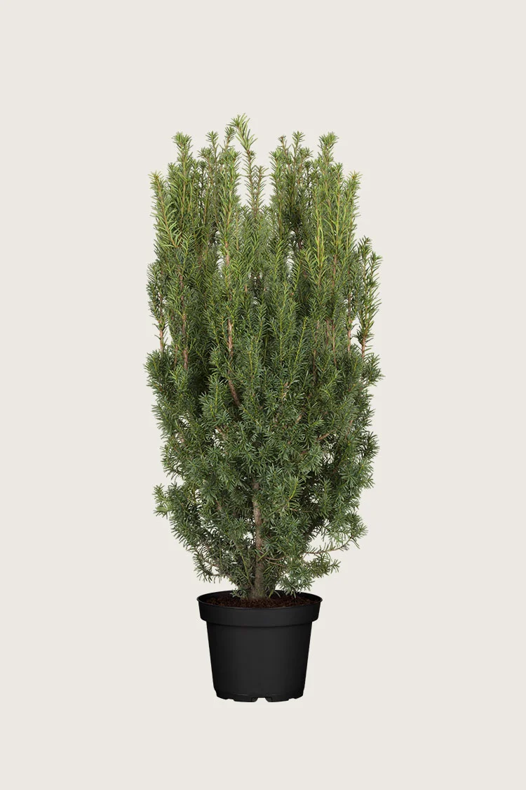 Hybridbarlind Hicksii 125cm Velgrenet | Plantinavia