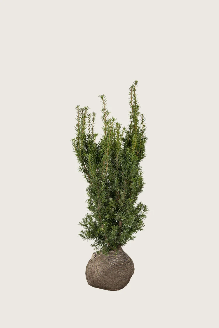 Hybridbarlind Hicksii 60cm Grenet | Plantinavia