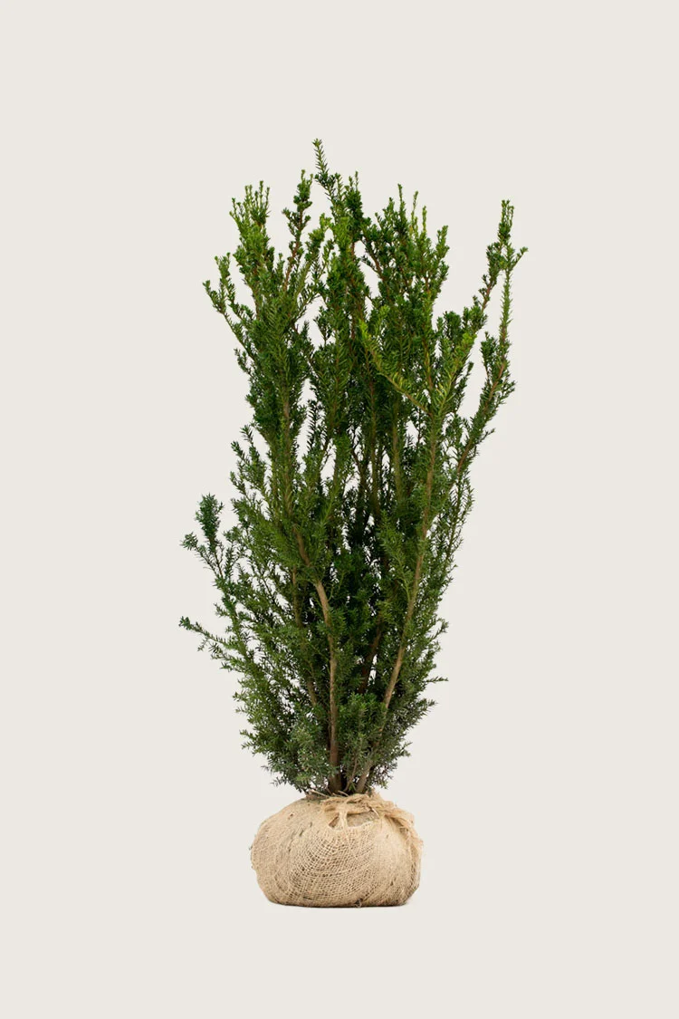 Hybridbarlind Hicksii 125cm Velgrenet | Plantinavia