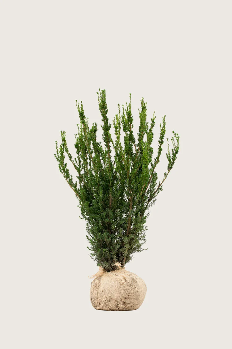 Hybridbarlind Hicksii 40cm Velgrenet | Plantinavia