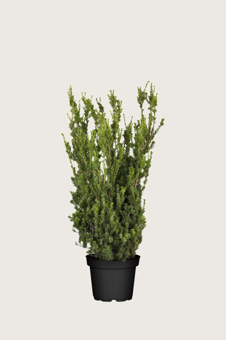 Hybridbarlind Hillii 80cm Velgrenet | Plantinavia