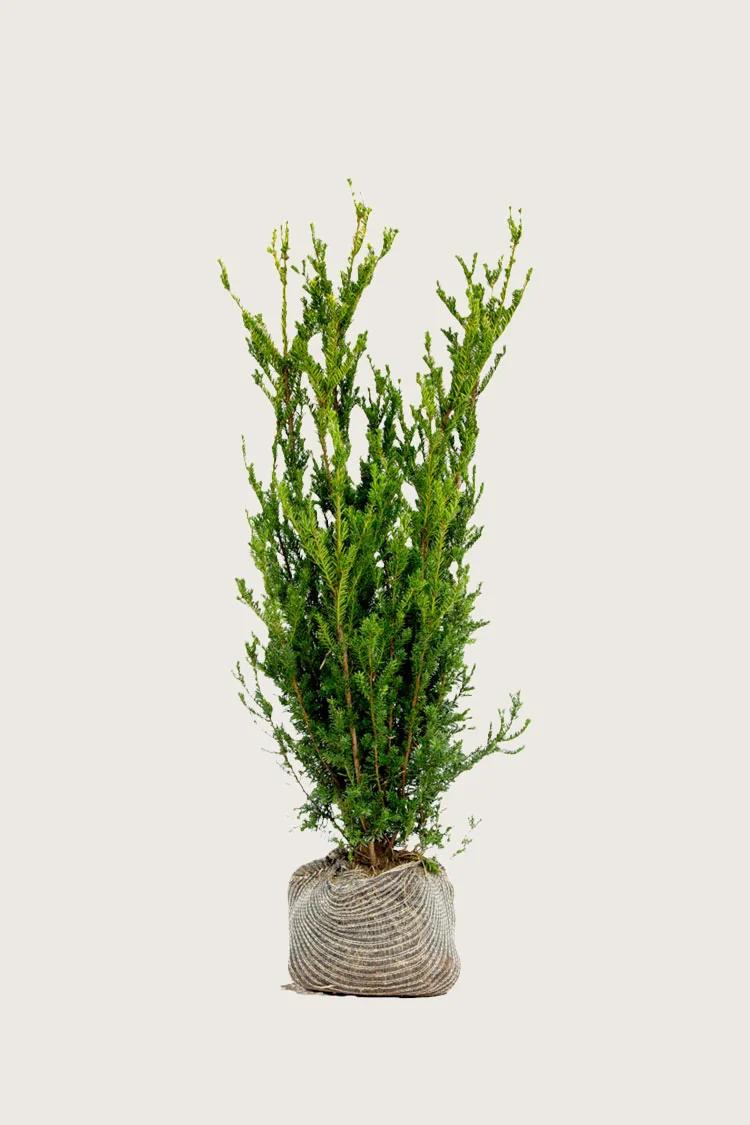Hybridbarlind Hillii 100cm Grenet | Plantinavia