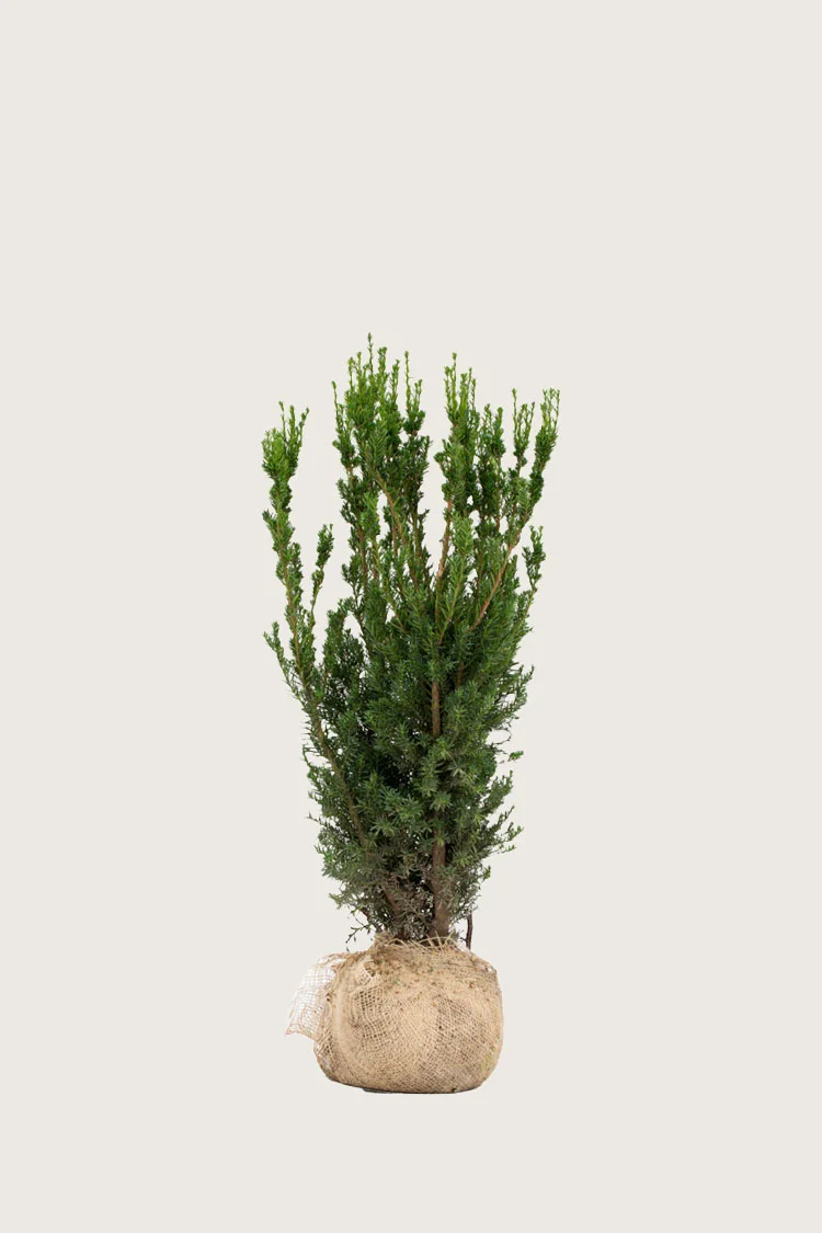 Hybridbarlind Hillii 80cm Grenet | Plantinavia