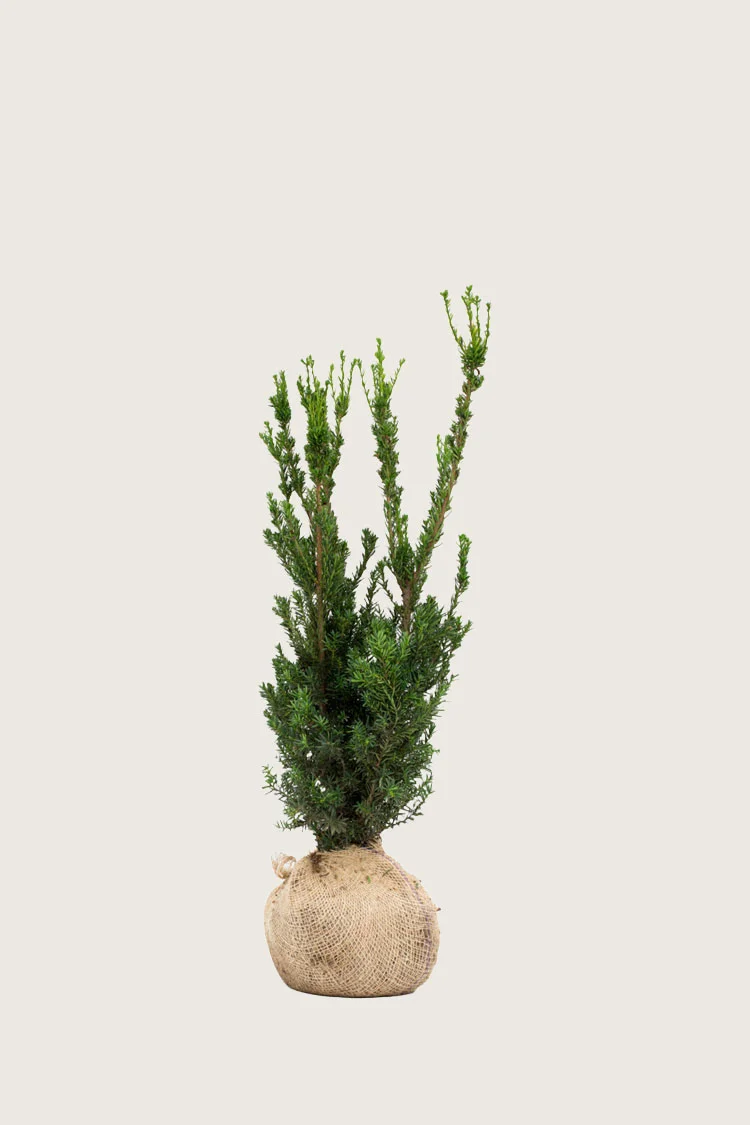 Hybridbarlind Hillii 60cm Outlet | Plantinavia
