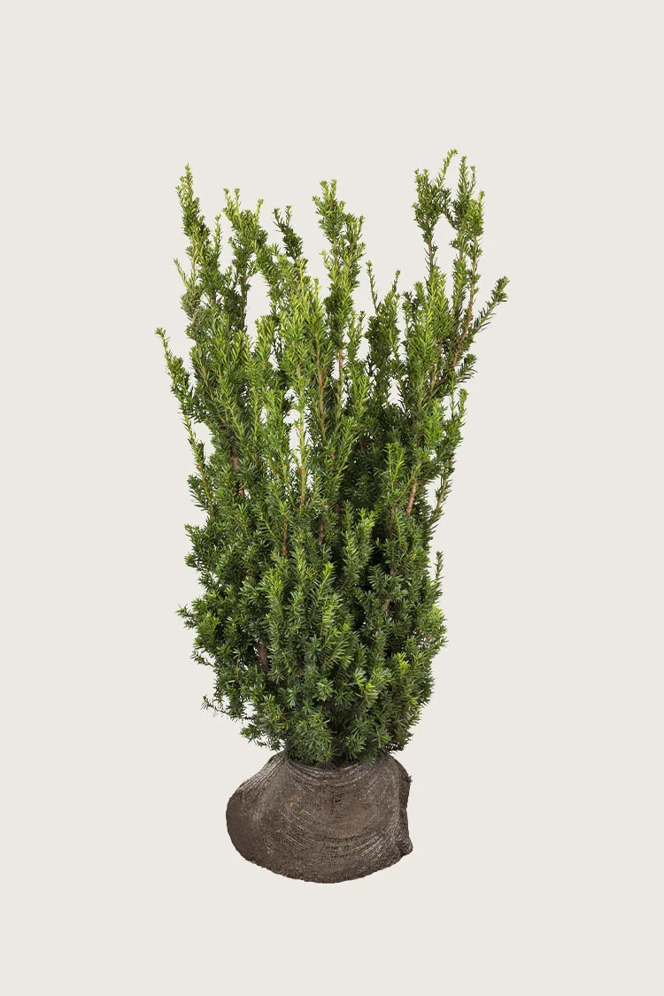 Hybridbarlind Hillii 100cm Velgrenet | Plantinavia