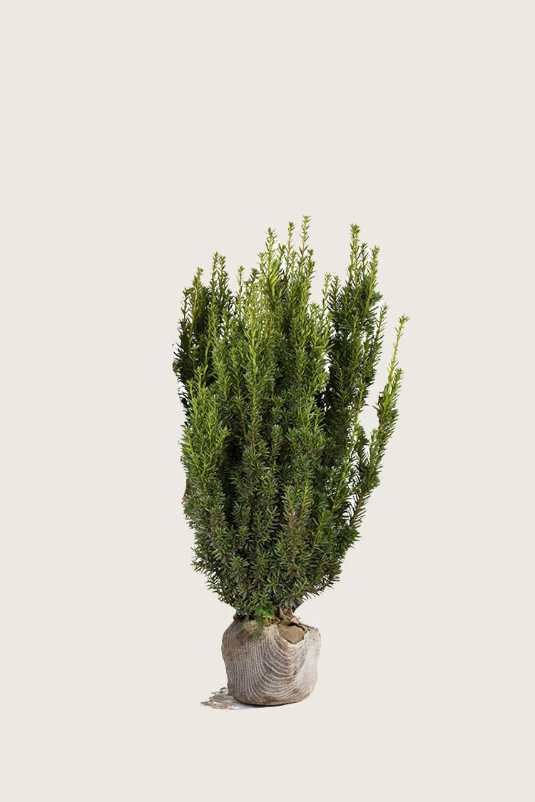 Hybridbarlind Hillii 60cm Velgrenet | Plantinavia
