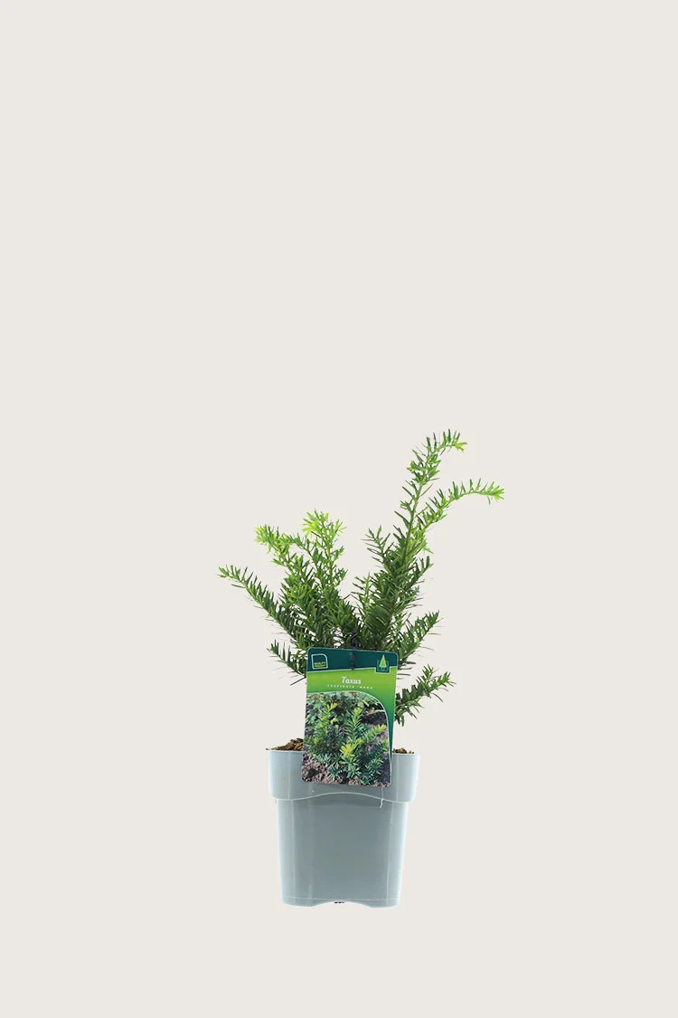 Japanbarlind 20cm Grenet | Plantinavia