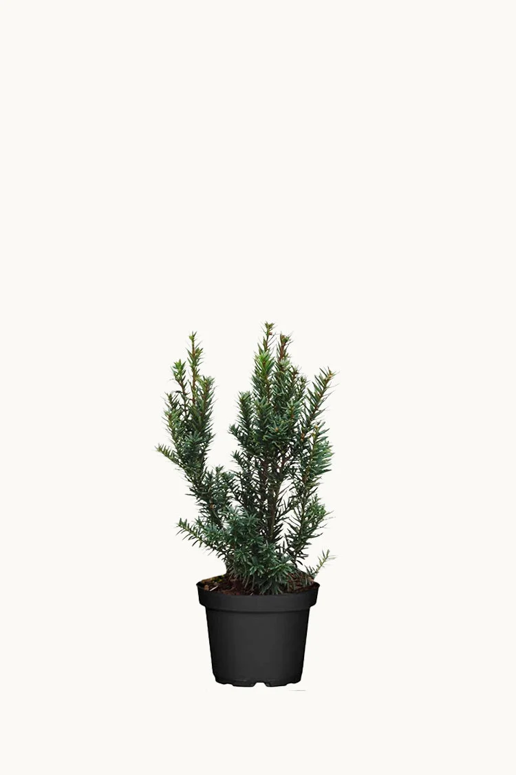 Japanbarlind 60cm Grenet | Plantinavia