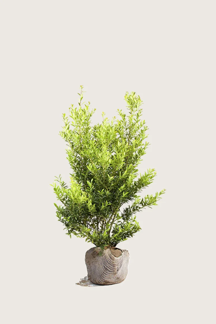 Japansk kristtorn 'Blondie' 40cm Velgrenet | Plantinavia