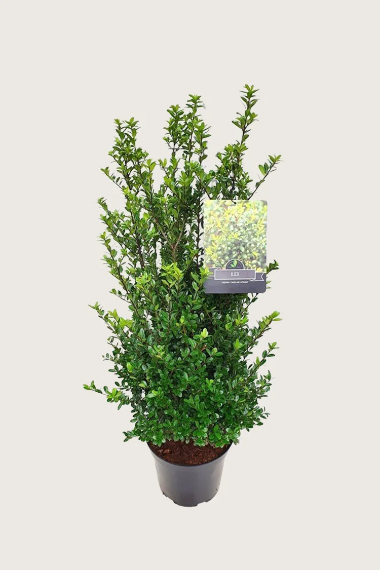 Japansk kristtorn 'Caroline Upright' 125cm Grenet | Plantinavia