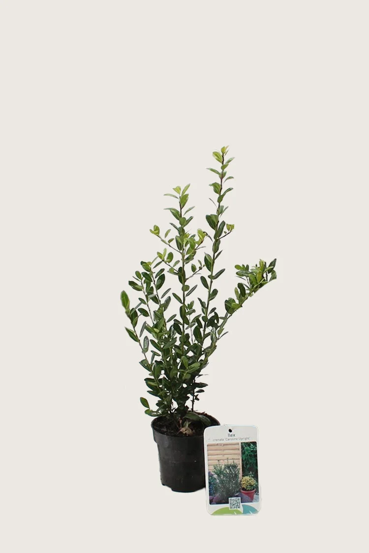 Japansk kristtorn 'Caroline Upright' 80cm Grenet | Plantinavia