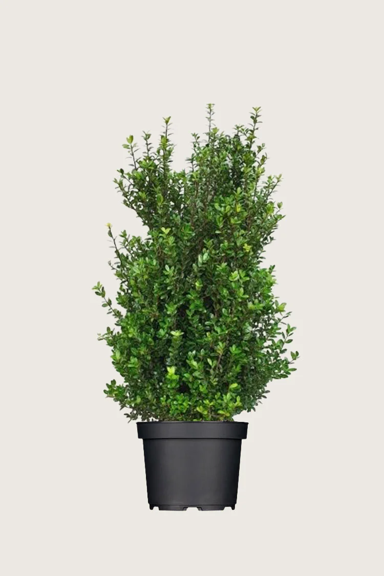 Japansk kristtorn 'Caroline Upright' 150cm Velgrenet | Plantinavia