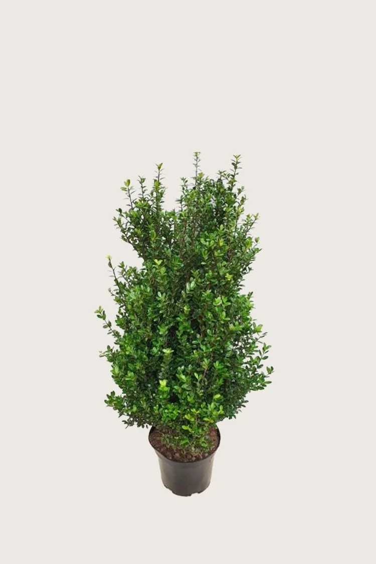 Japansk kristtorn 'Caroline Upright' 80cm Velgrenet | Plantinavia